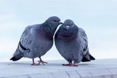 Similar image 15925500