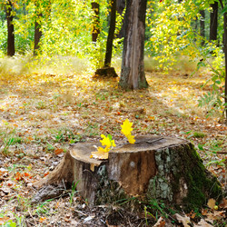 Similar image 15915818