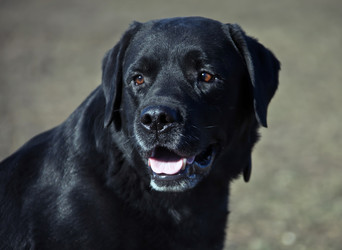 Similar image 15916860