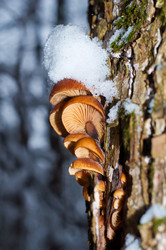 Similar image 15917360