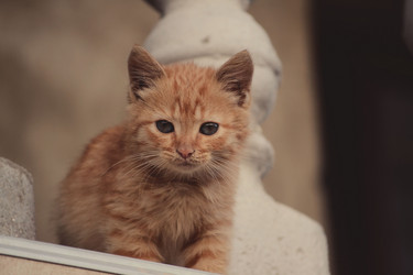 Similar image 15915370