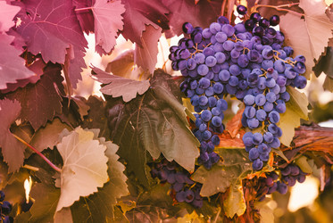 Similar image 15919635