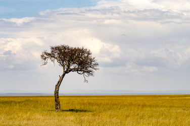 Similar image 15916239