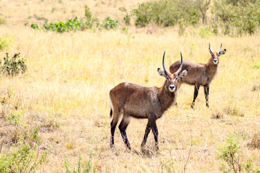 Similar image 15916269