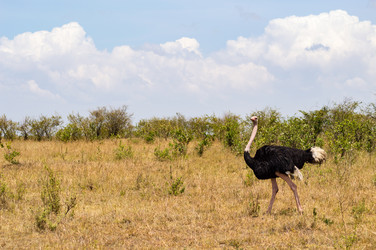 Similar image 15916285