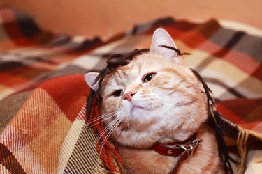 Similar image 15918732