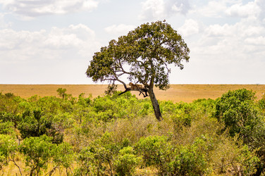 Similar image 15916260