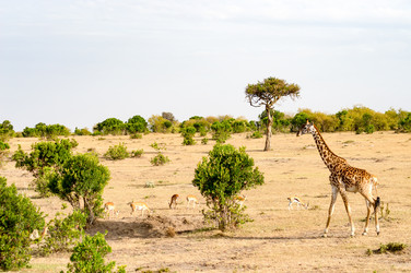 Similar image 15918587