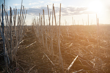 Similar image 15919263