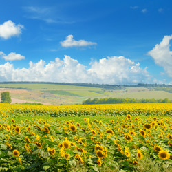 Similar image 15927445