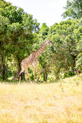 Similar image 15926211