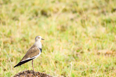 Similar image 15927305