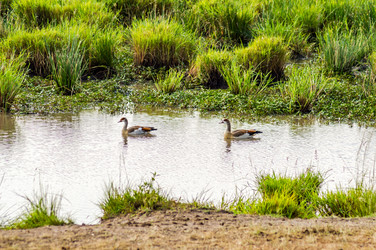 Similar image 15927712