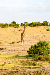 Similar image 15927422