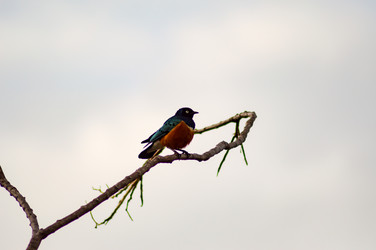 Similar image 15928916