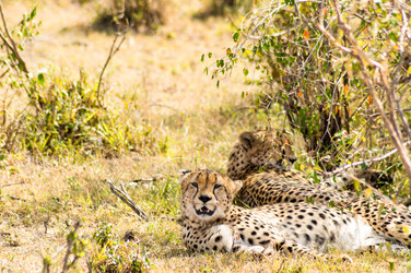 Similar image 15929028