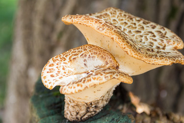 Similar image 16572024