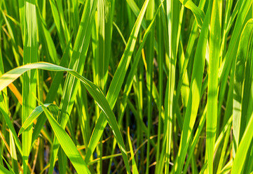 Similar image 16572091