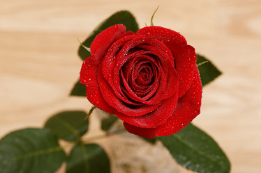 Similar image 16223059