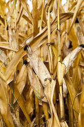 Similar image 16924156