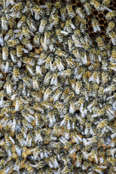 Similar image 16923463