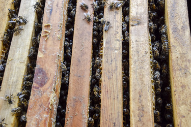 Similar image 17539831