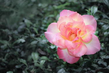 Similar image 16923774