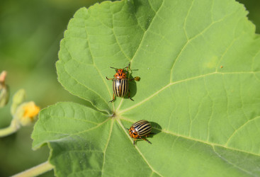 Similar image 17239895