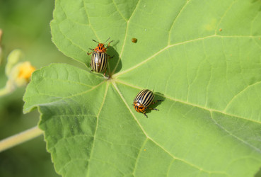 Similar image 17239909