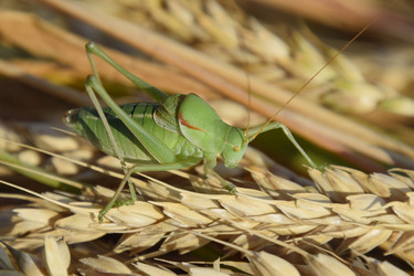 Similar image 17241052