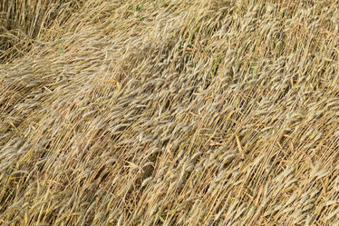 Similar image 17539910