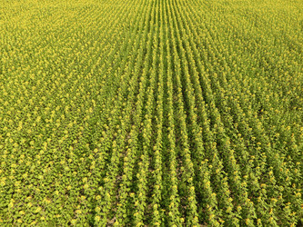 Similar image 17239908