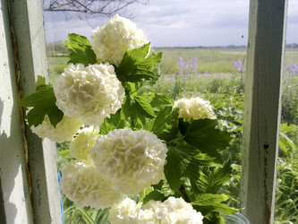 Цветы - fotogigi85