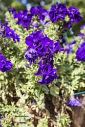 Similar image 16925217