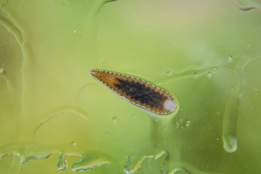 Similar image 17542565