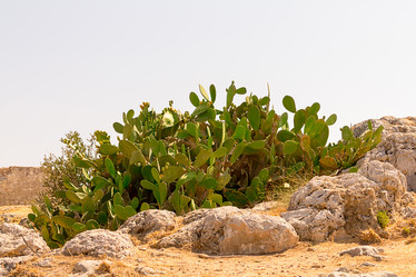 Similar image 17247694