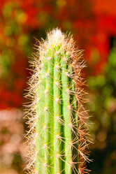 Similar image 16933256