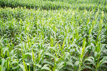 Similar image 17239546