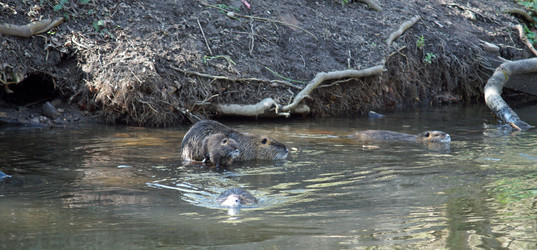 Similar image 17239578