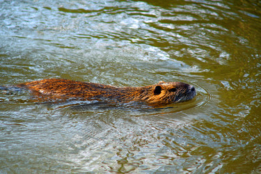 Similar image 17239581