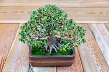 Similar image 16925872