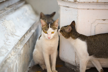 Similar image 16924657