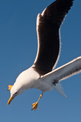 Similar image 16927296