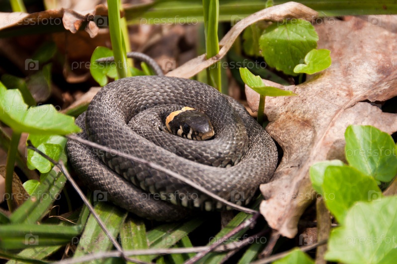 змеиный клубок в траве