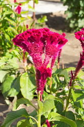 Similar image 17239583