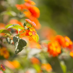 Similar image 17244245