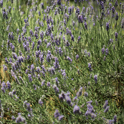 Similar image 17244217