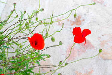 Similar image 17244246