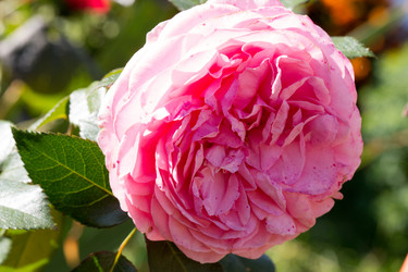 Similar image 17244237