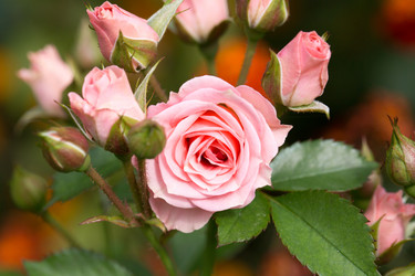 Similar image 17244281